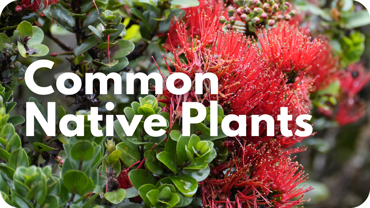 Common Native Plants