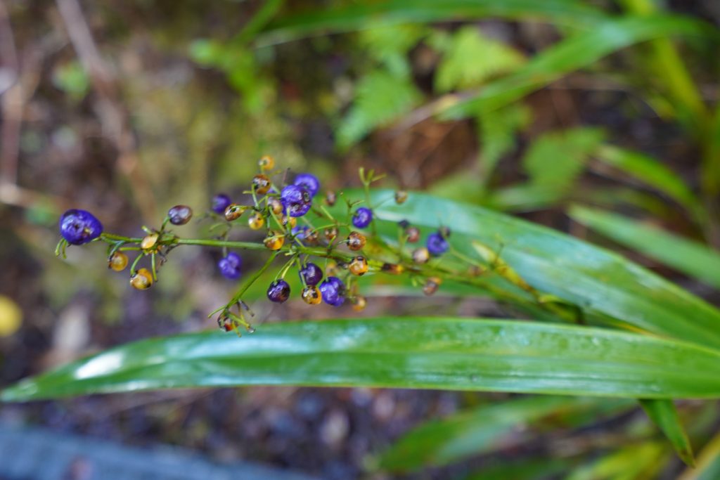 ʻUkiʻuki