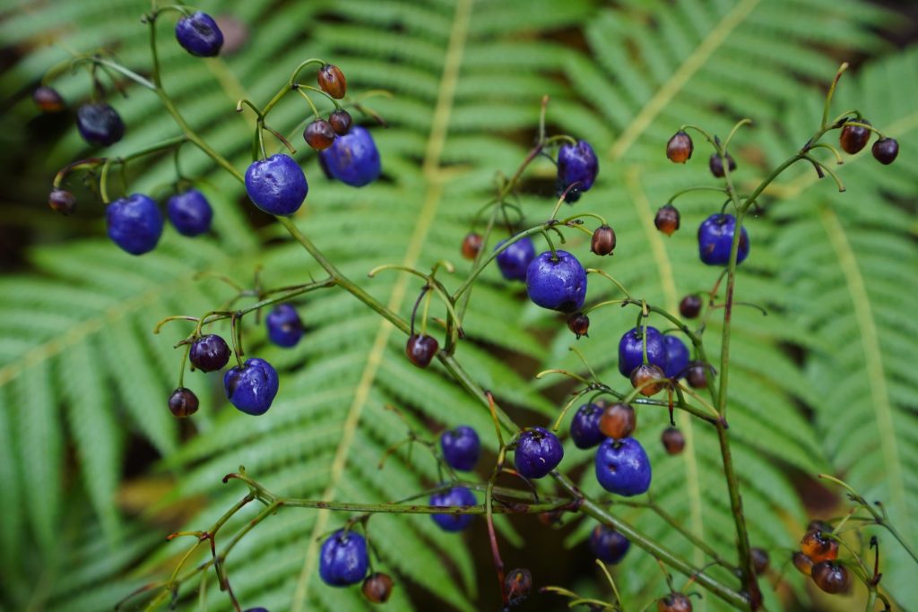 ʻUkiʻuki