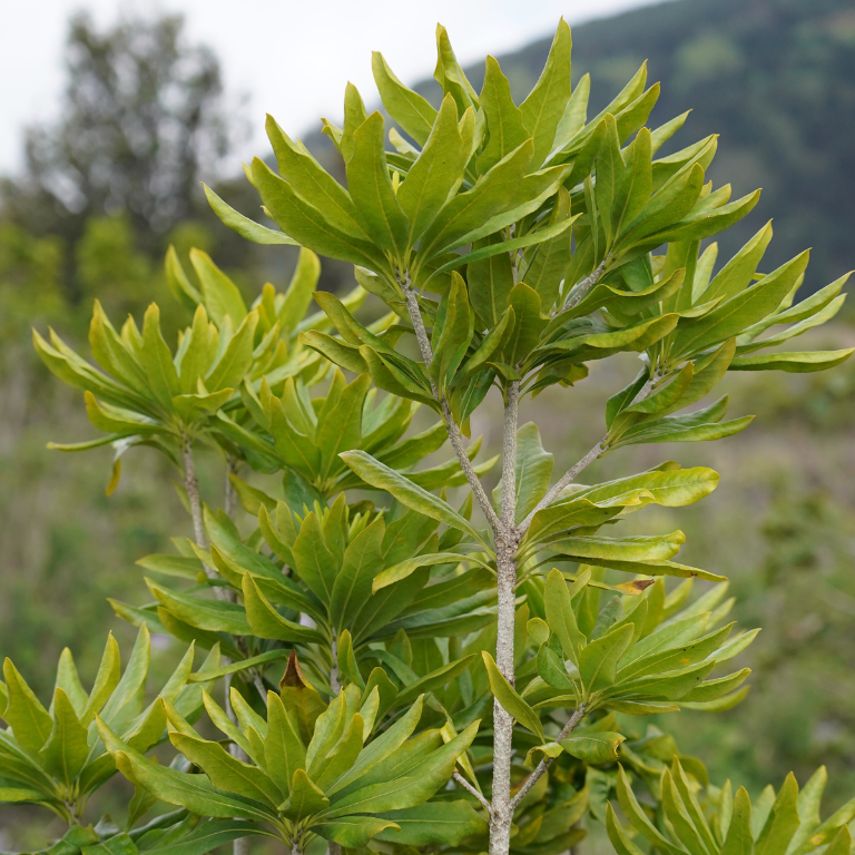 Hōʻawa