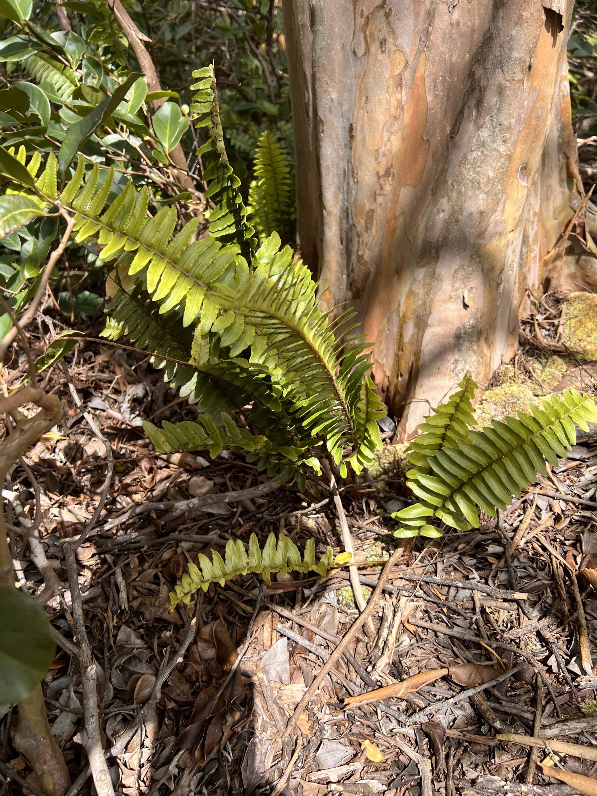 Kupukupu fern