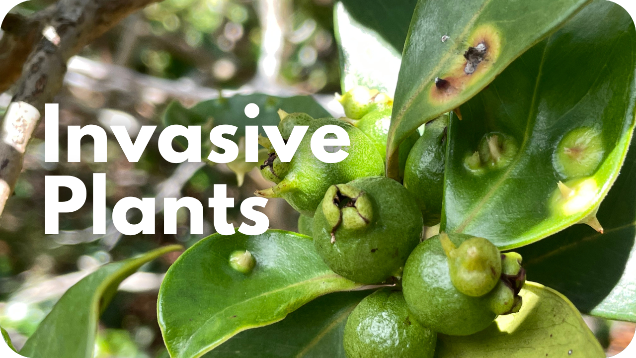 Invasive Plants