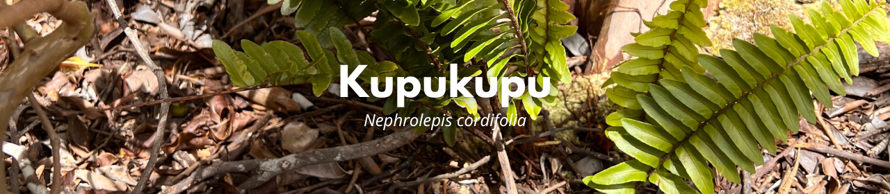 Kupukupu