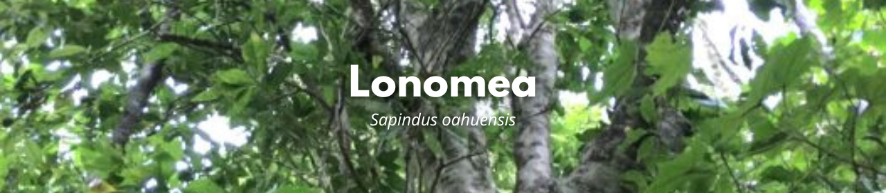 Lonomea