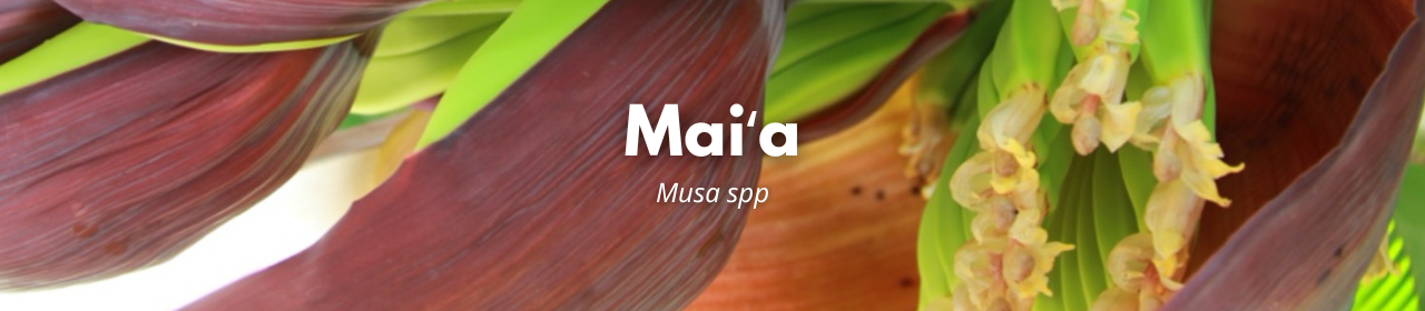 Maiʻa