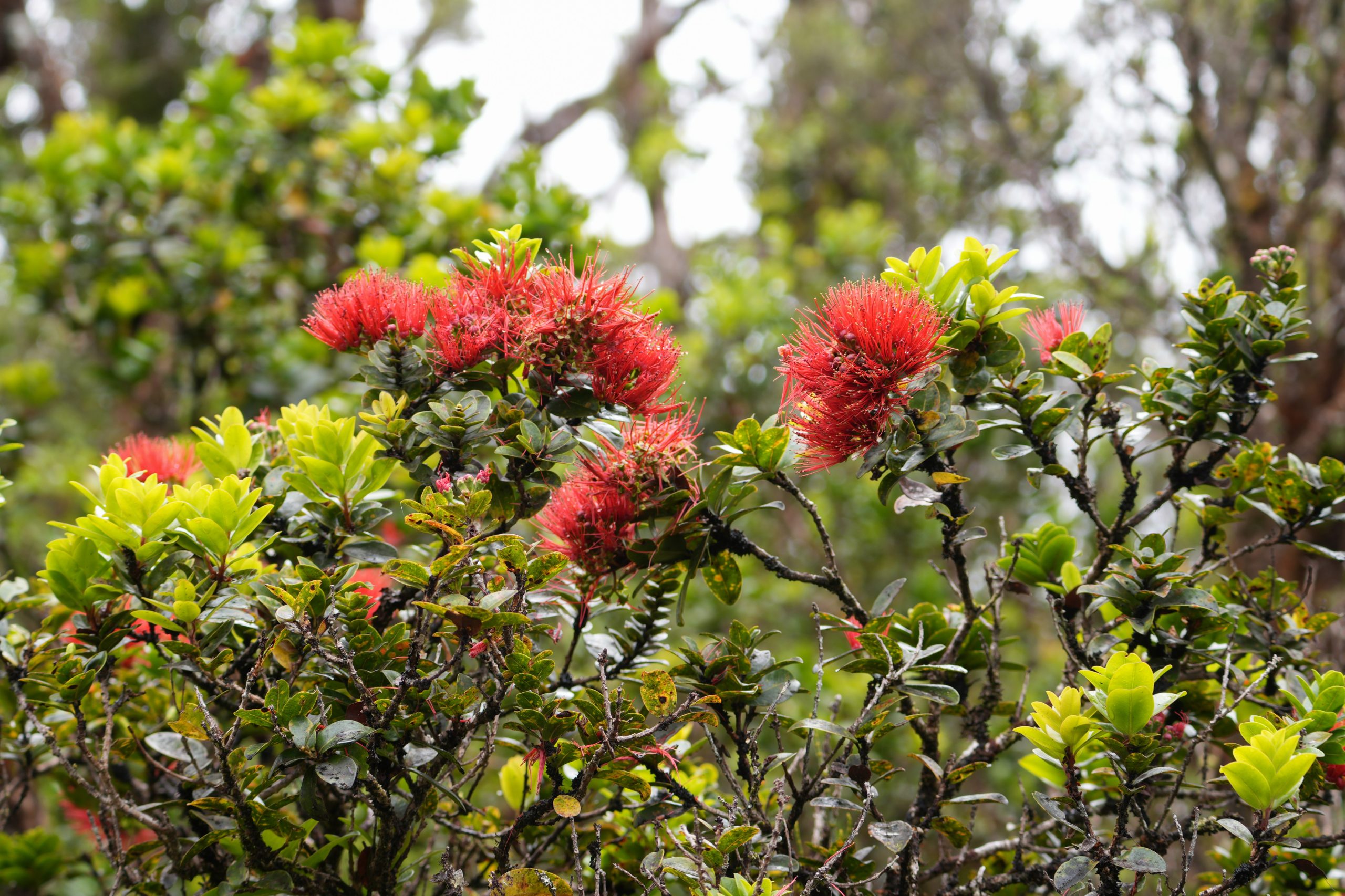 rhododendron blumentopf Rhododendron