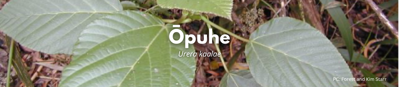 Ōpuhe