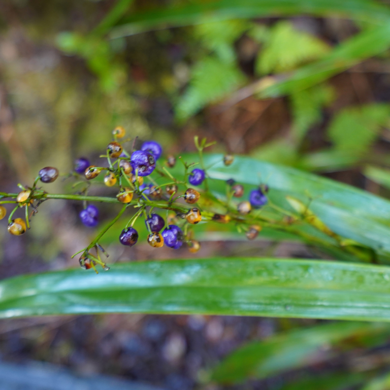 ʻUkiʻuki