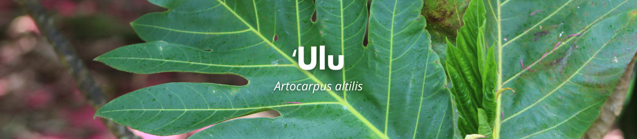 ʻUlu