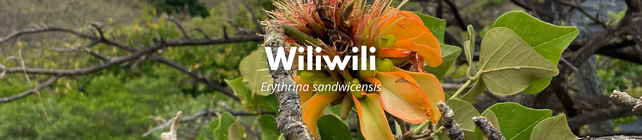 Wiliwili