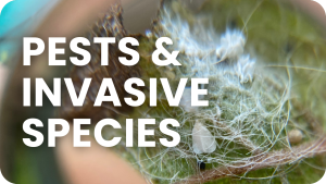 Pests & invasive species