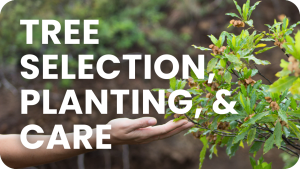 Tree Selection, Planting, and Care