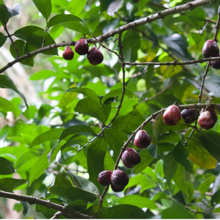 ʻŌhiʻa ʻai