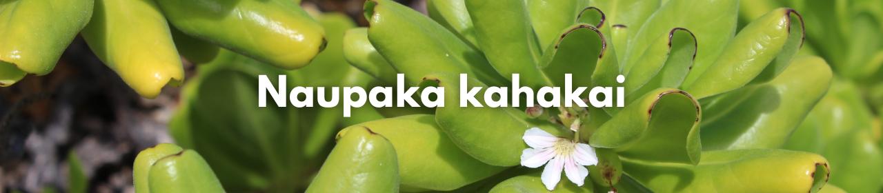 Naupaka kahakai