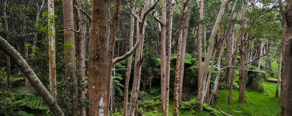 Koa trees in Kapāpala