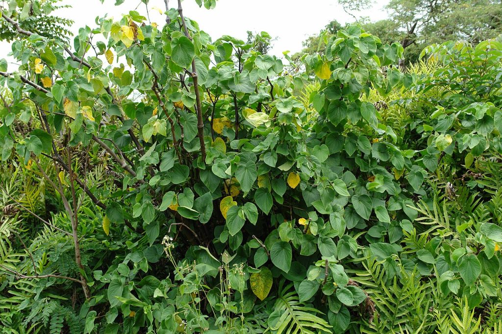 ʻAwa