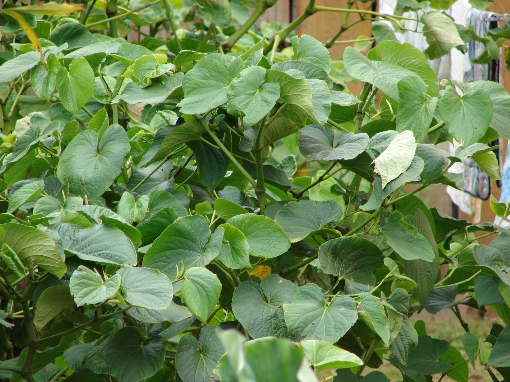 ʻAwa