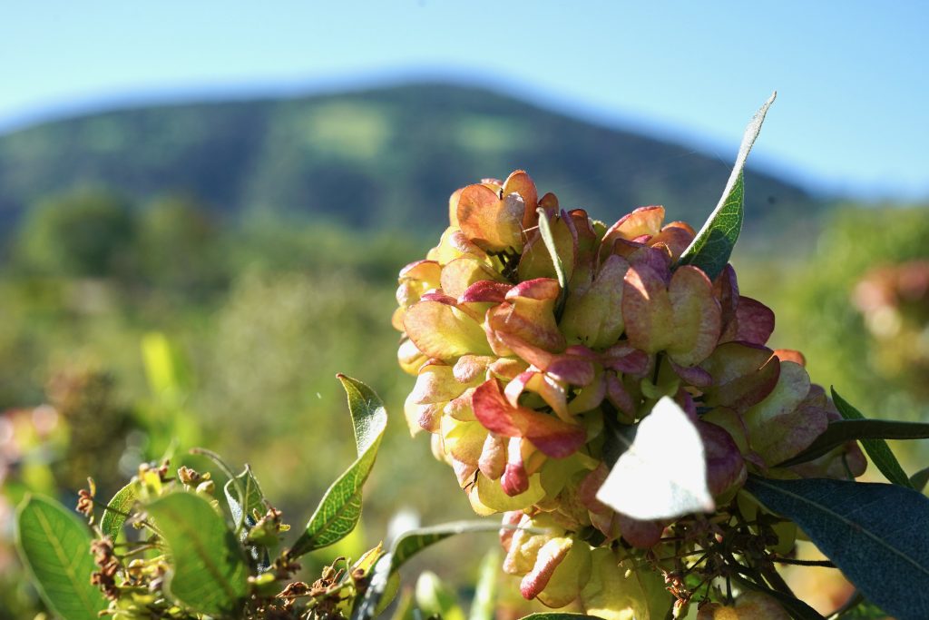ʻAʻaliʻi