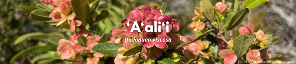 ʻAʻaliʻi