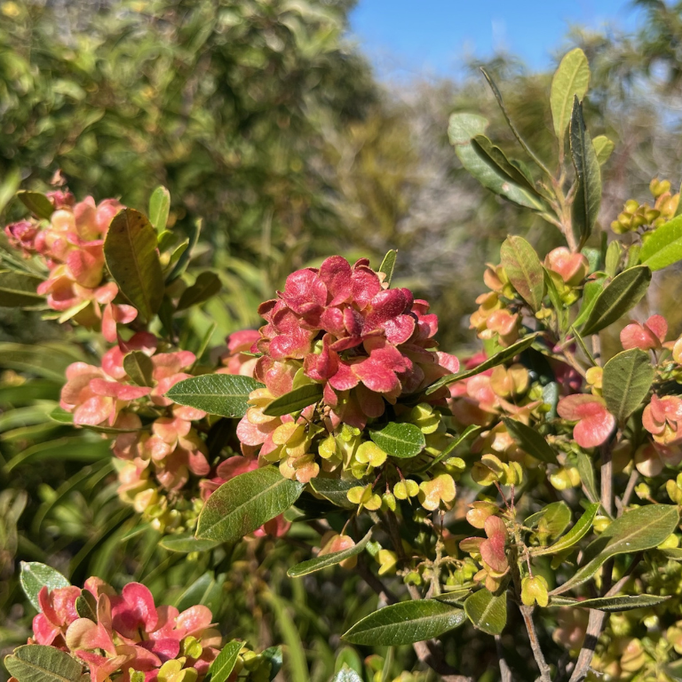 ʻAʻaliʻi