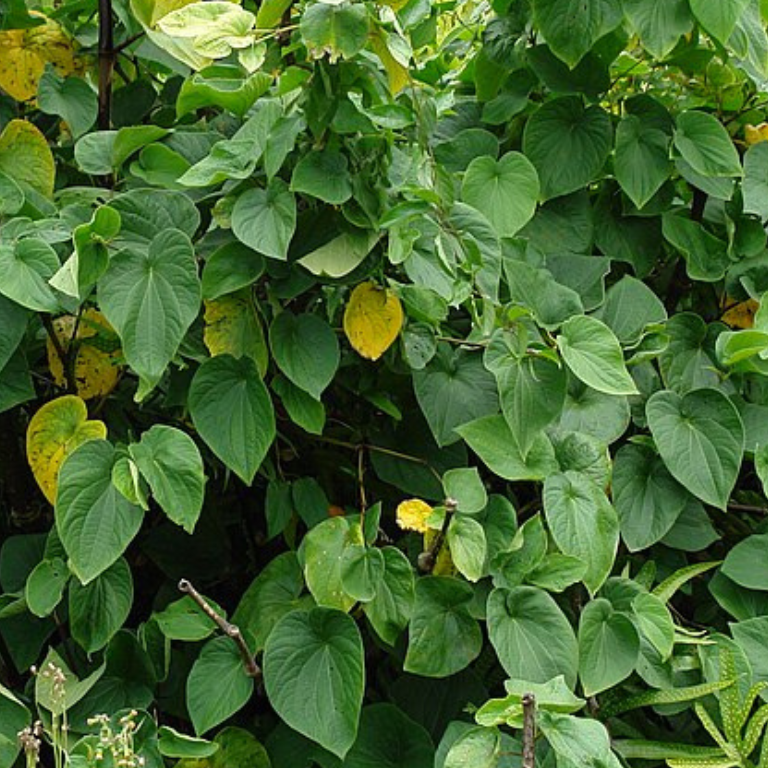ʻAwa