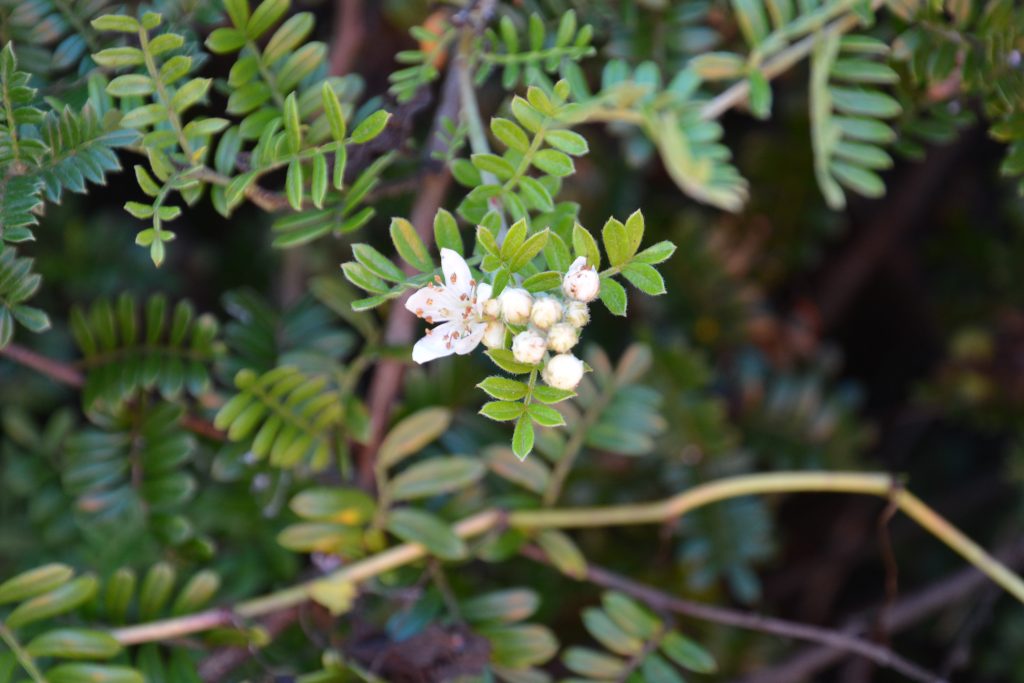 ʻŪlei