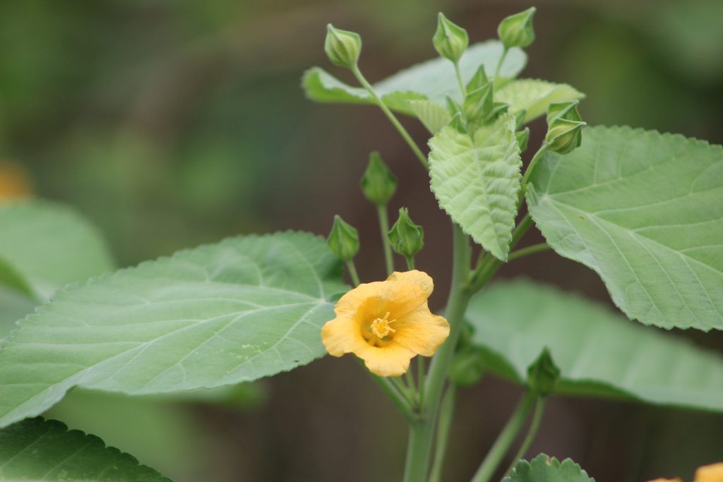 ʻIlima