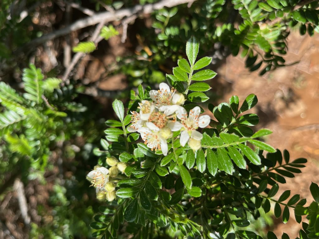 ʻŪlei