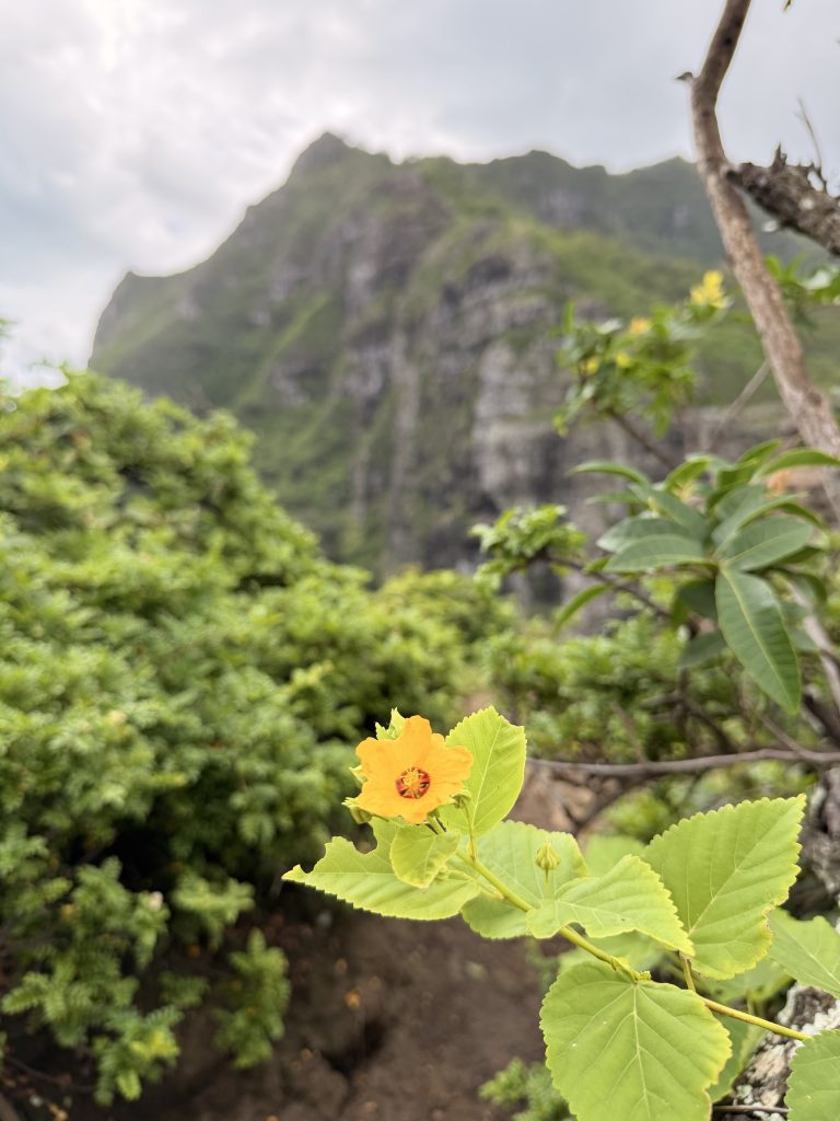 ʻIlima