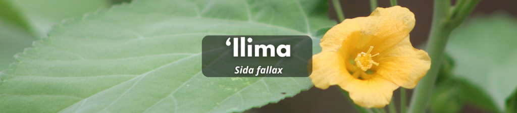 ʻIlima
