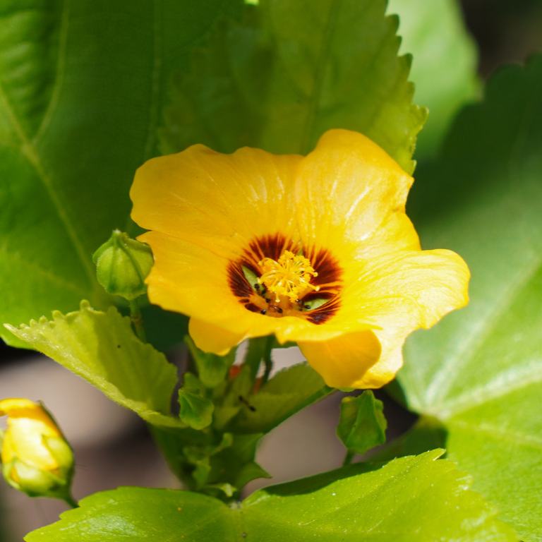 ʻIlima