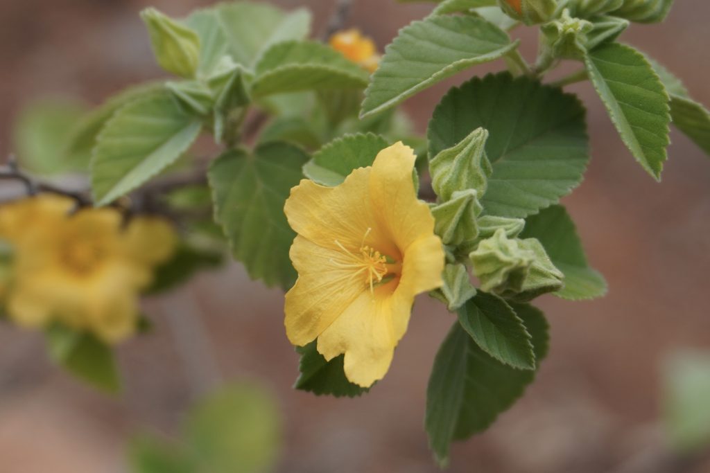 ʻIlima