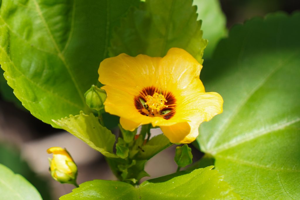 ʻIlima