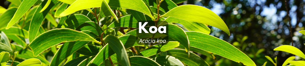 Koa banner