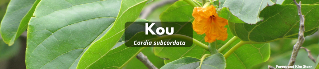 Kou