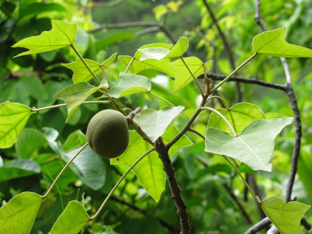 Kukui