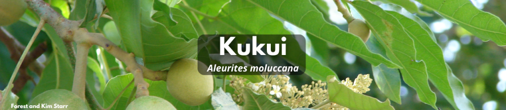 Kukui