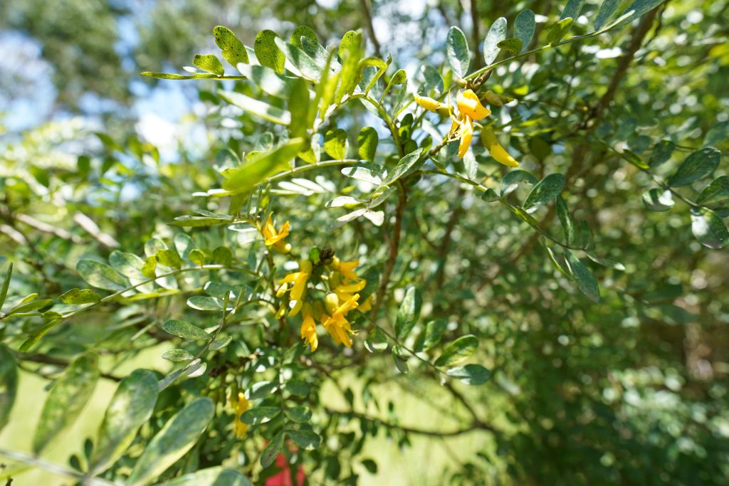 Māmane