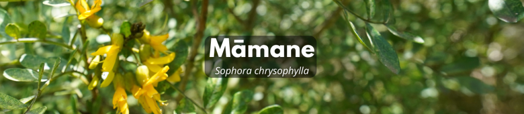 Mamane banner