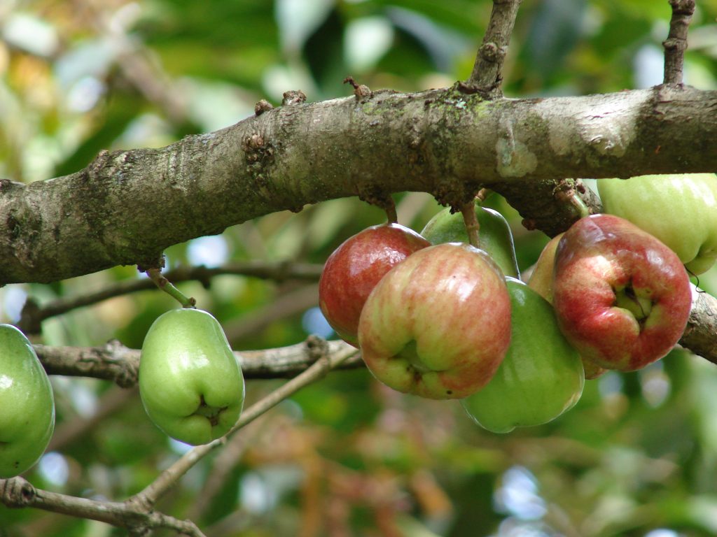ʻŌhiʻa ʻai