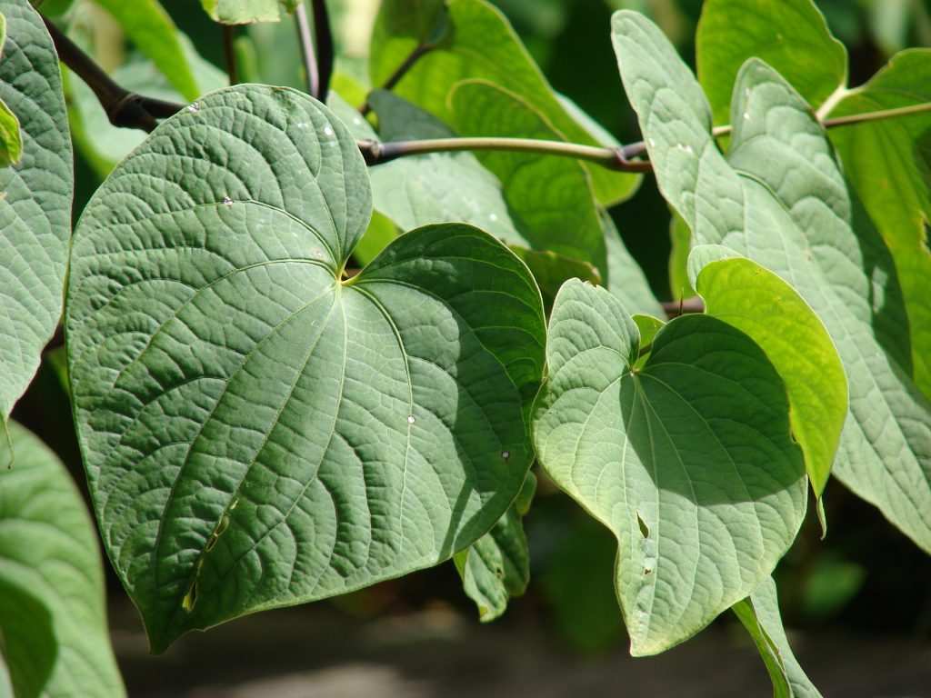 ʻAwa