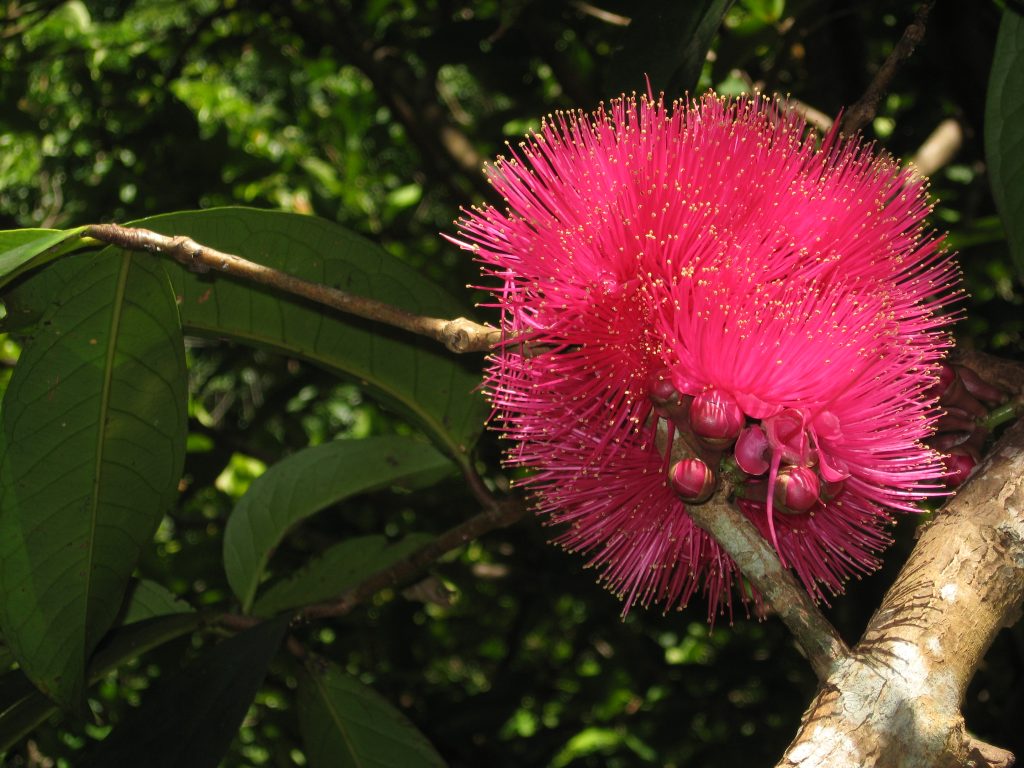 ʻŌhiʻa ʻai