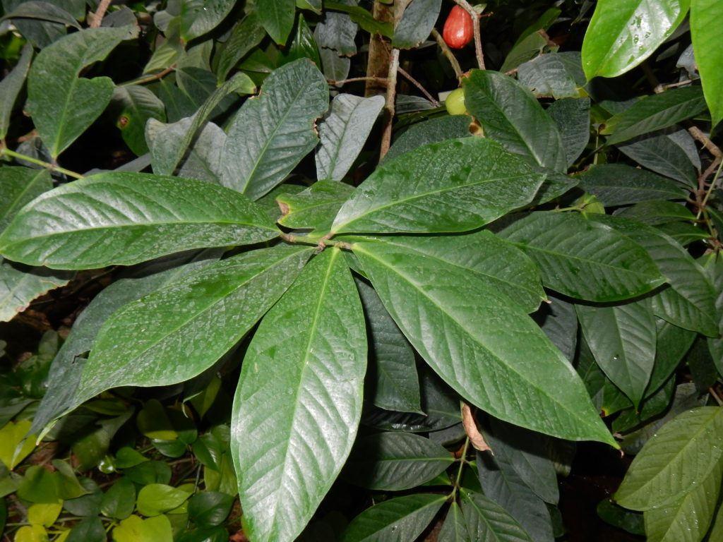 ʻŌhiʻa ʻai