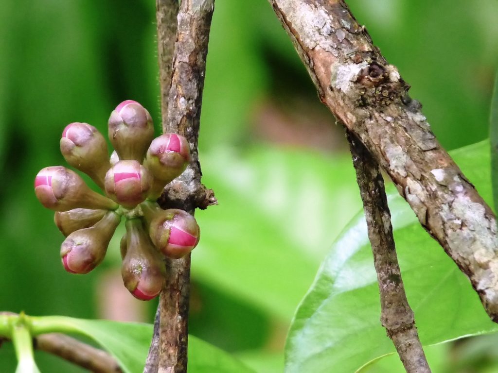 ʻŌhiʻa ʻai