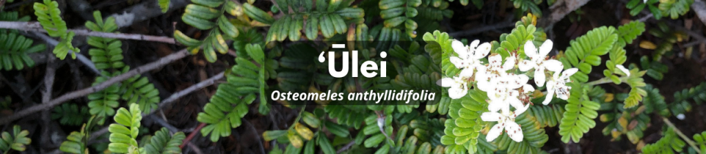 ʻŪlei