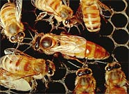 africanizedhoneybee