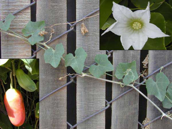 Ivy gourd: declared pest