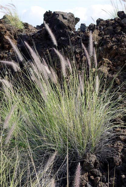 Native hawaiian deals grasses