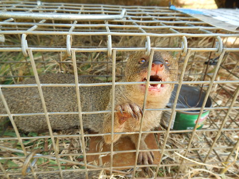 Hawaii Invasive Species Council | Mongoose