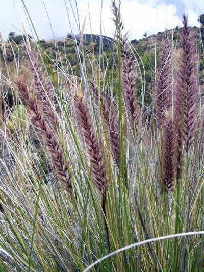 Hawaii Invasive Species Council | Fountain Grass